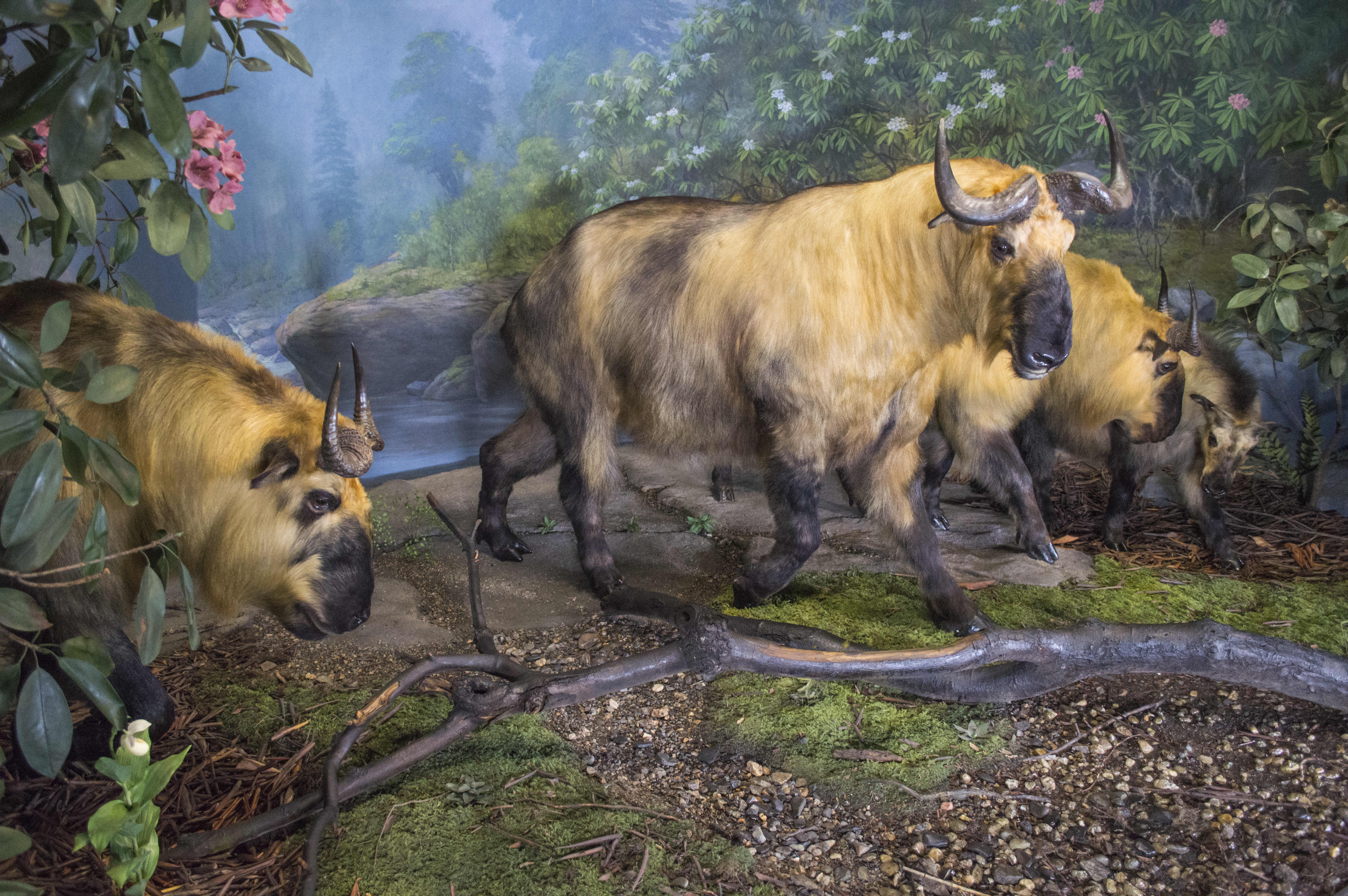 Takin diorama at the Academy of Natural Sciences
