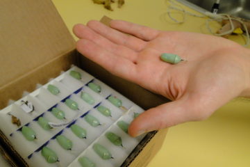 Butterfly chrysalises from Costa Rica. Light green with gold.