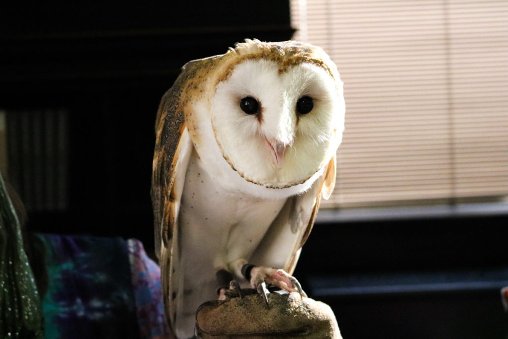Barn owl