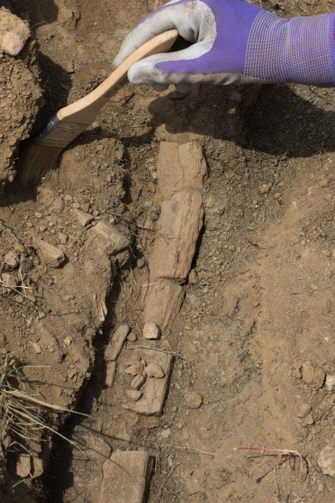 Hand in purple glove uses paint brush to dust off long fossil bone still embedded in dry soil