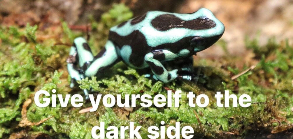 Poison dart frog with caption--give yourself to the dark side.