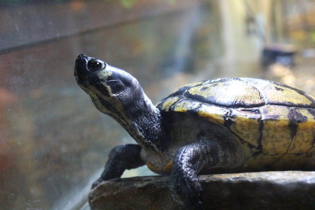 Turtle inside tank