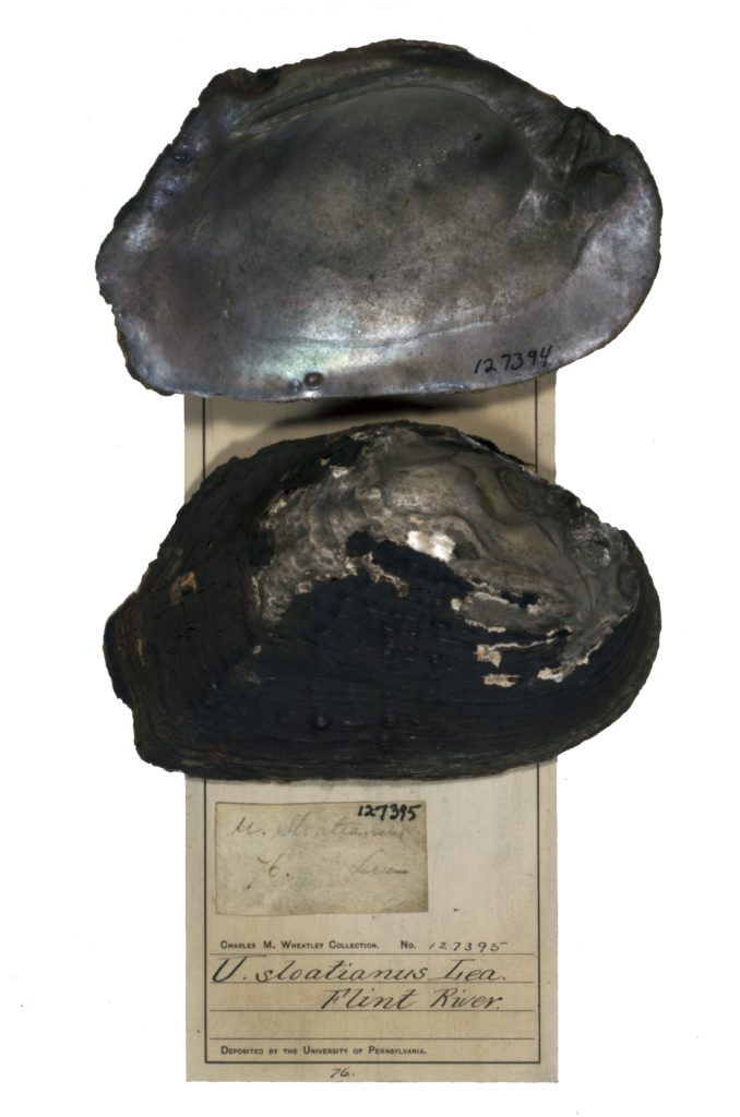 Mussel shell covered in black soot