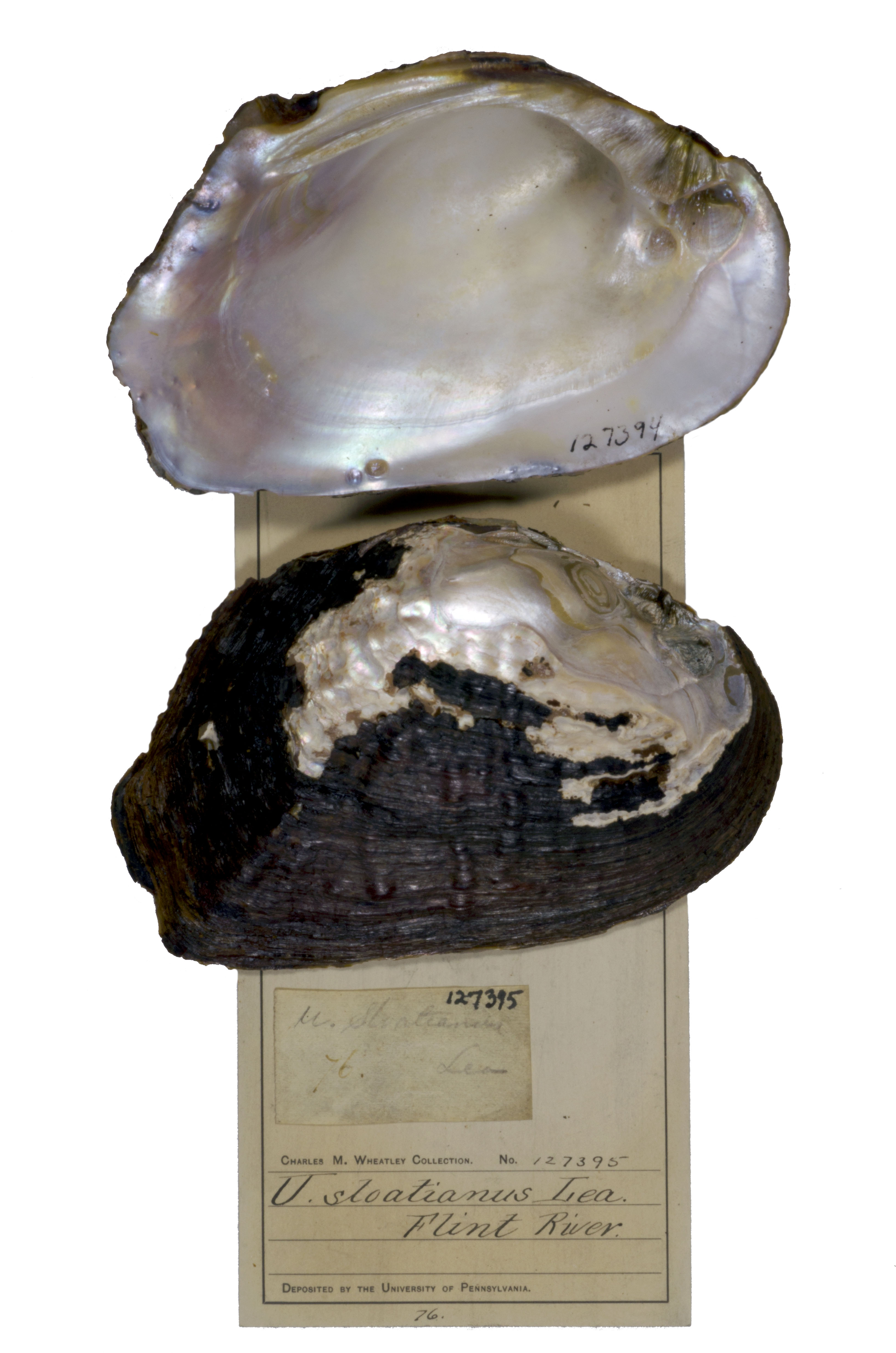 Black and white mussel shell with label