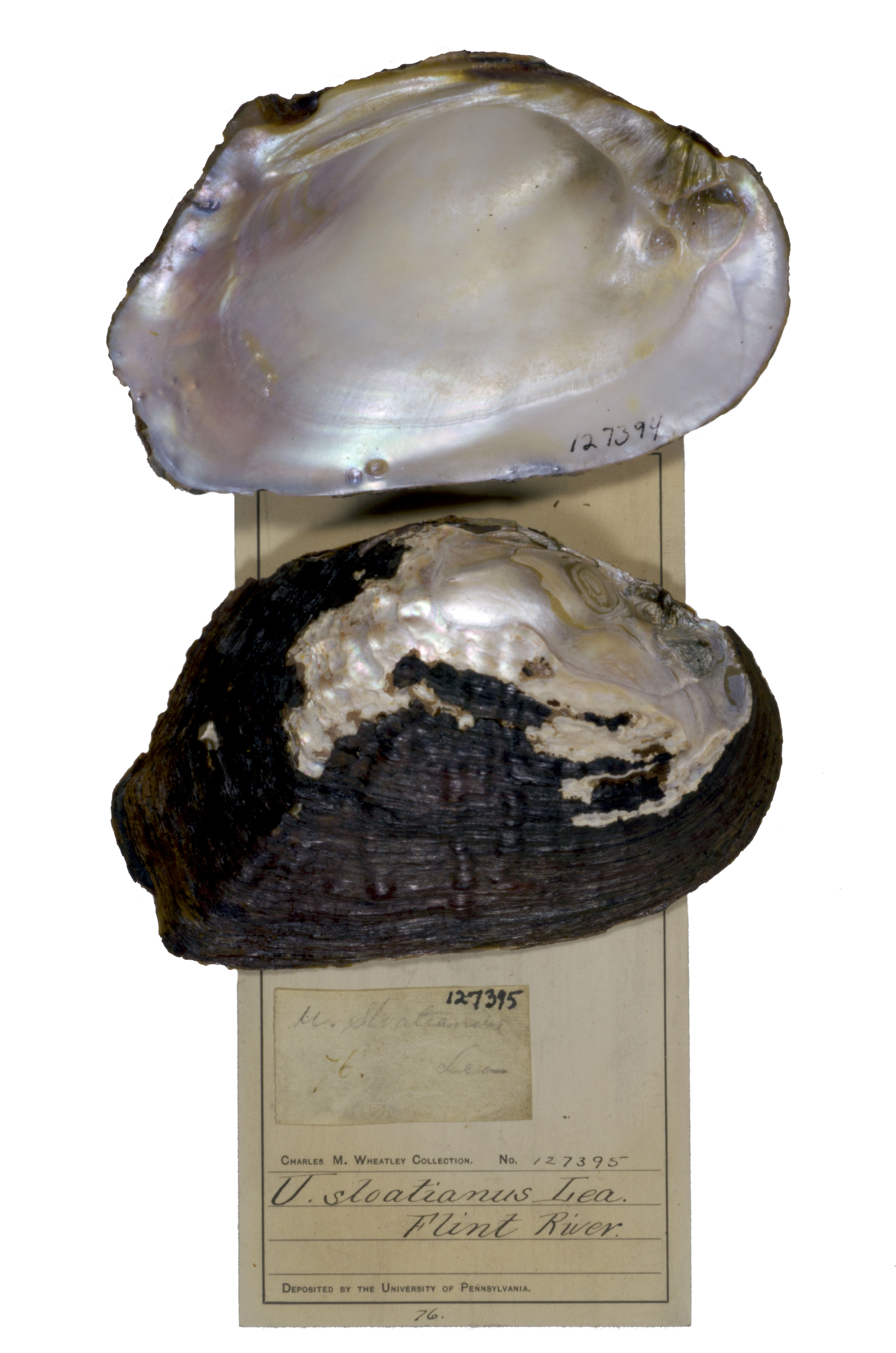 The Freshwater Mussel Collection Care and Conservation The Academy