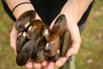 Freshwater mussels in hands