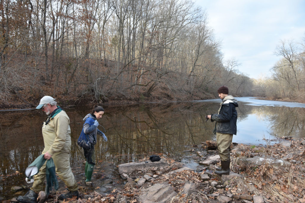 Researchers search for mussels on the bank of a stream during early winter