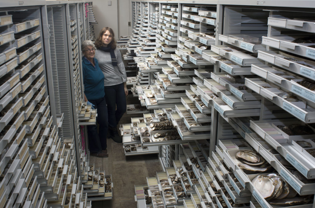 Two women stand among hundreds of open white drawers of collected shells