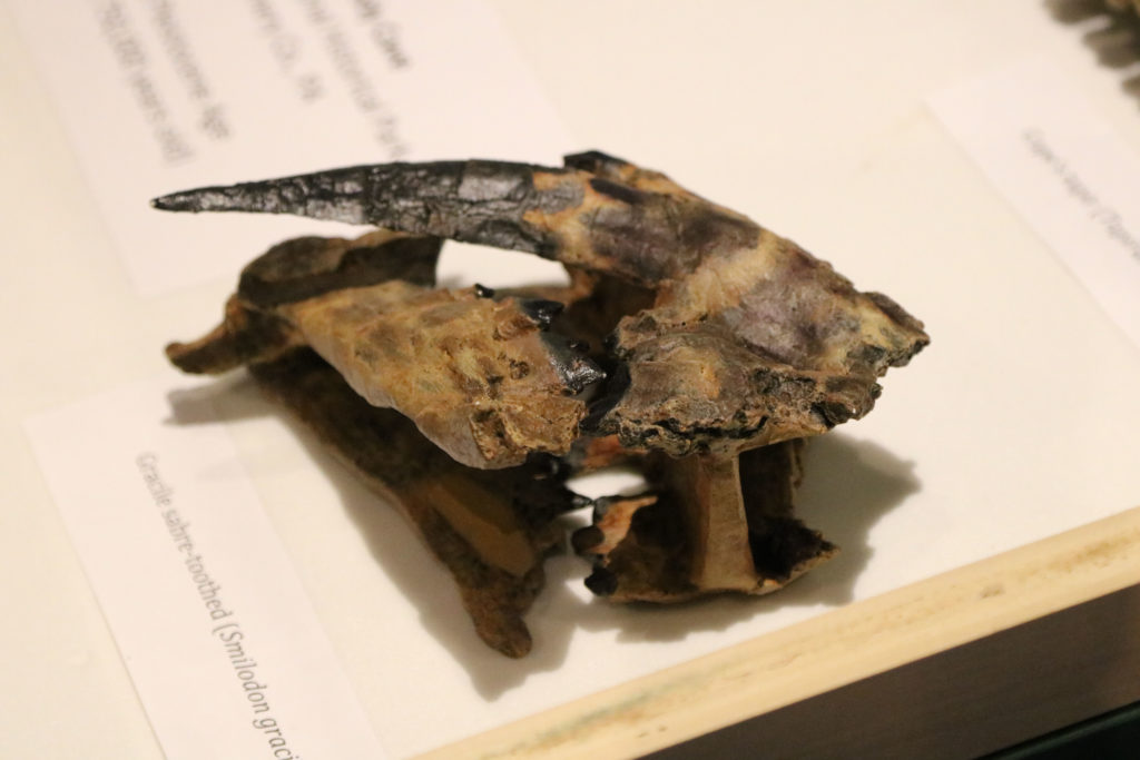 close up of saber toothed tiger fossil