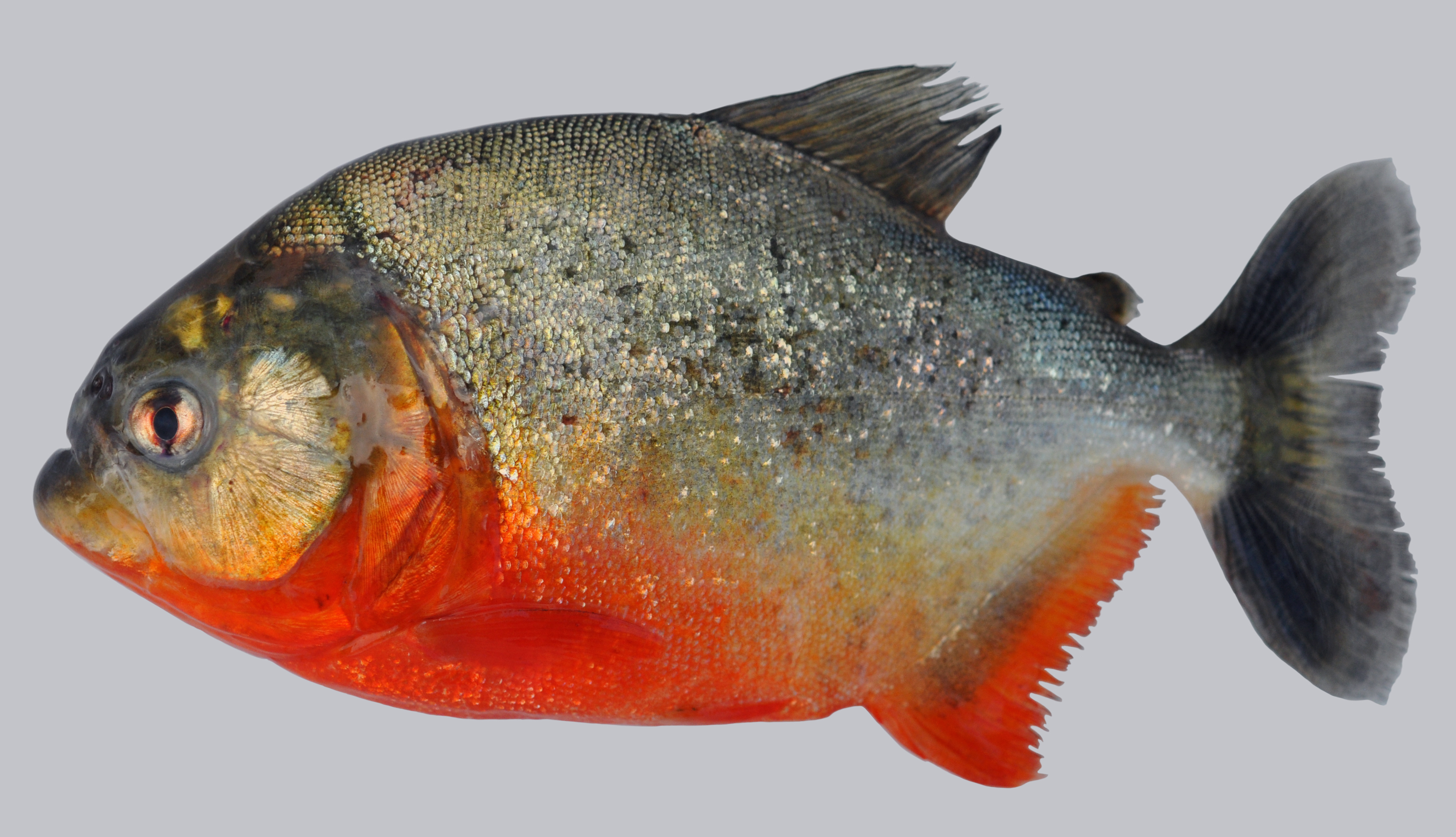 Photo of Piranha courtesy of Maria Arce Hernandez