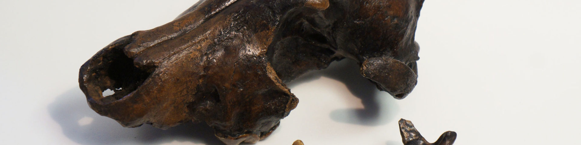 dire wolf skull on white background