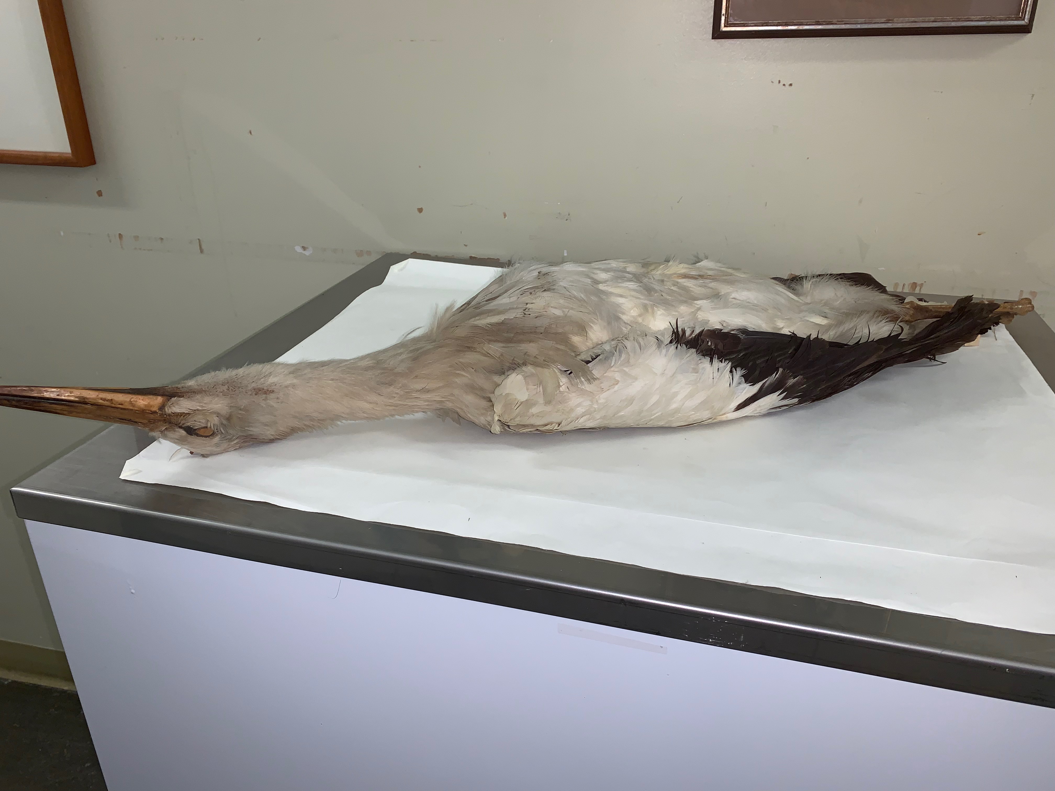 Preserved stork specimen from the Academy's collection