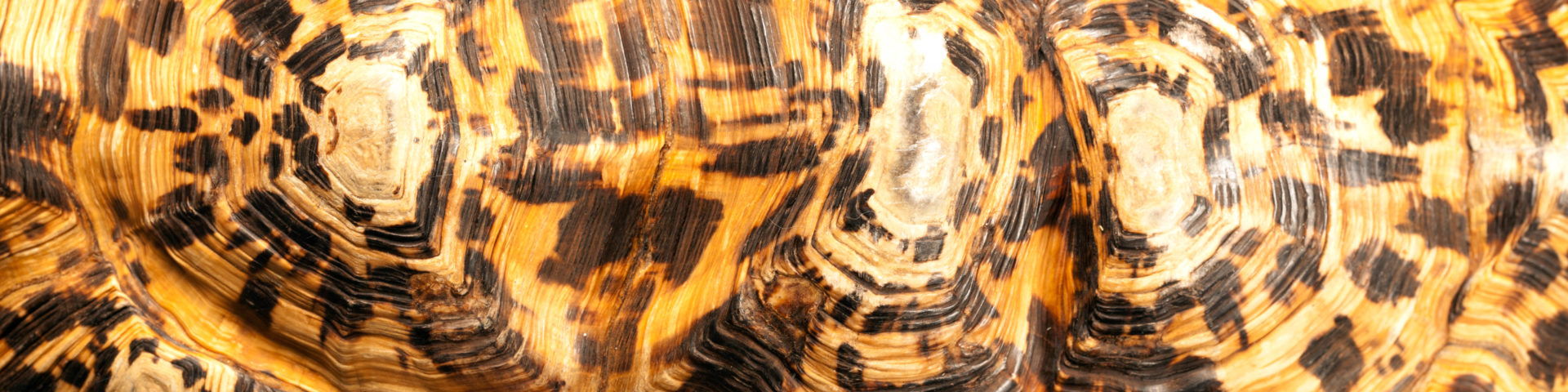 Leopard Tortoise Shell
