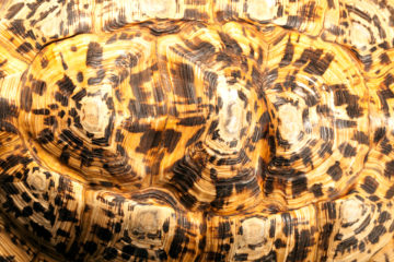 Leopard Tortoise Shell