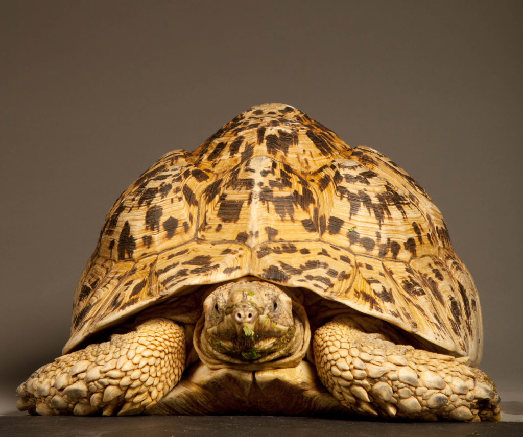 Leopard tortoise facing camera