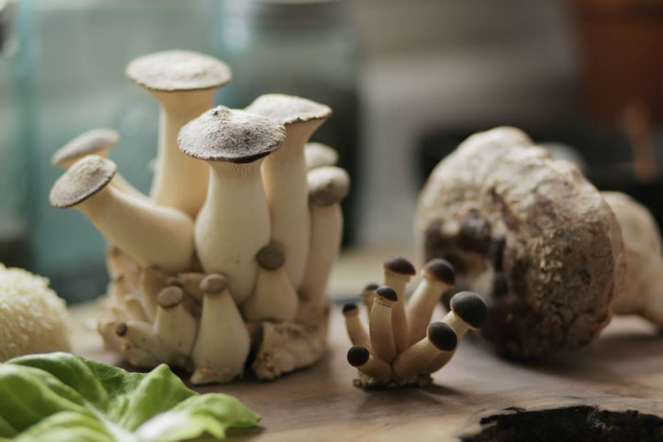 White and brown fungi by Mycopolitan