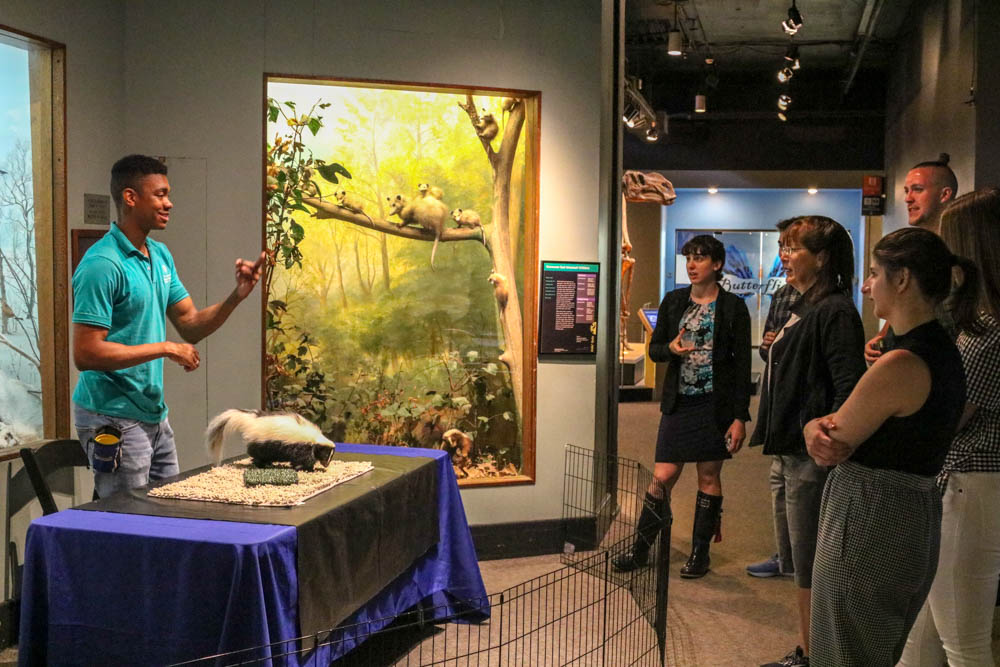 Young people look at live skunk