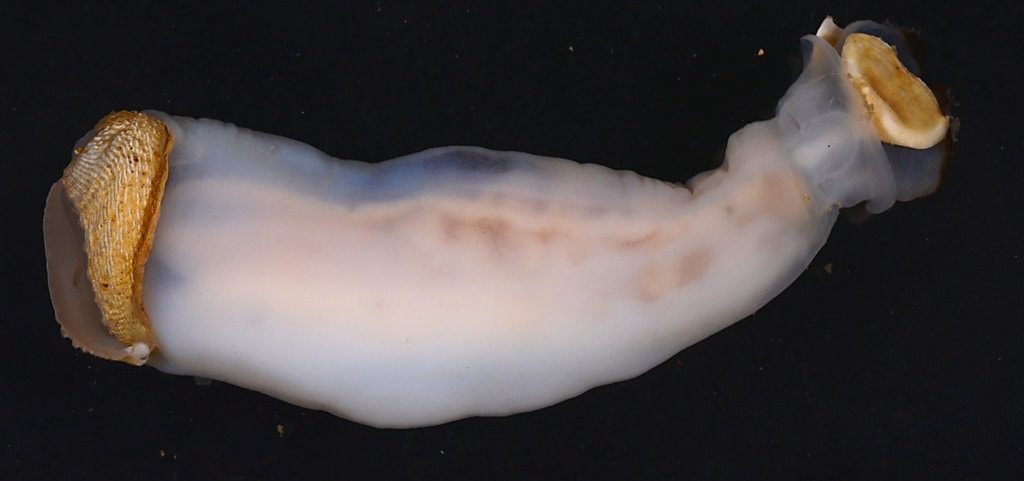shipworm