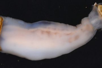 shipworm