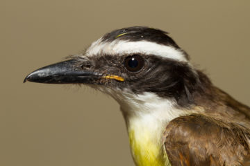 Brown/black bird with white stripe across eye