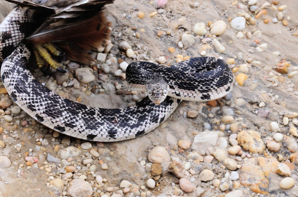 Pine snake