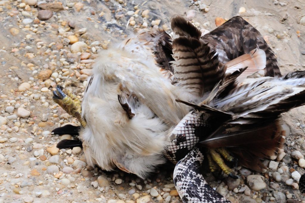 pine snake wrestles red tailed hawk