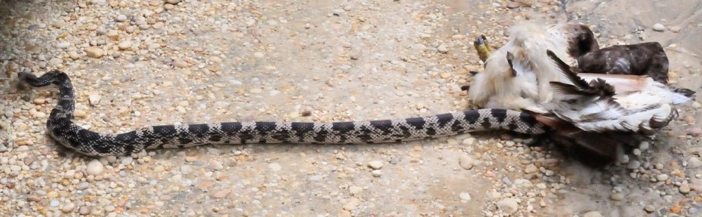 Pine snake slithers away