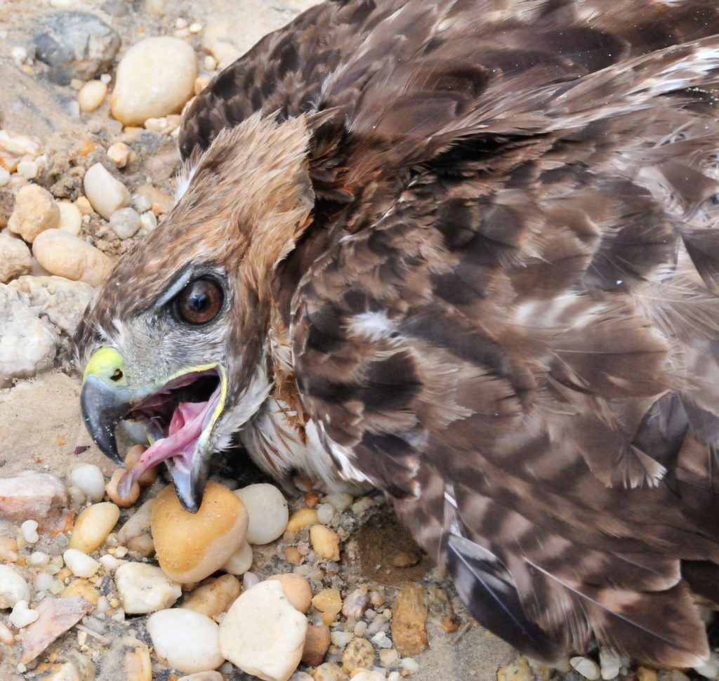 Hawk gasps for air