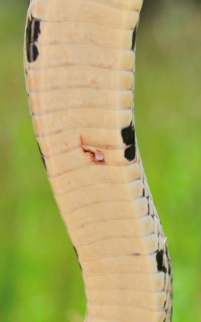 Gash on pine snake
