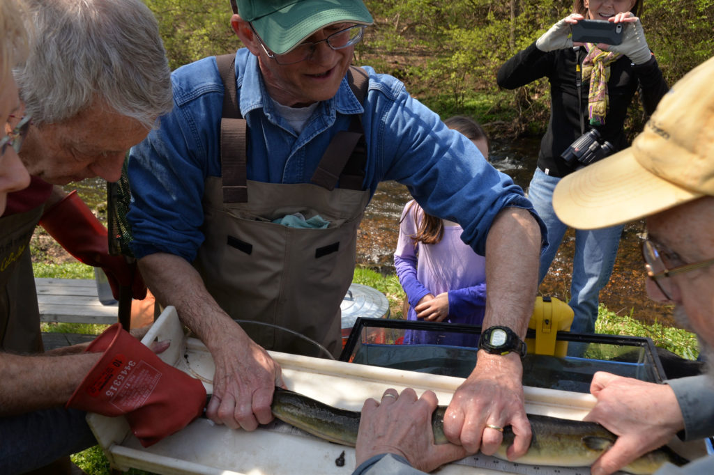 Male scientist in blue shirt, waders, and baseball hat measures two foot long eel with help from others
