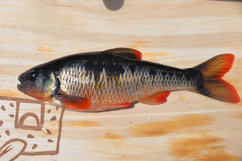 Luxilus cornutus (common shiner)