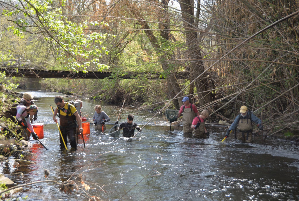 Scientists and others of all ages wade in a stream with nets and electroshocking gear