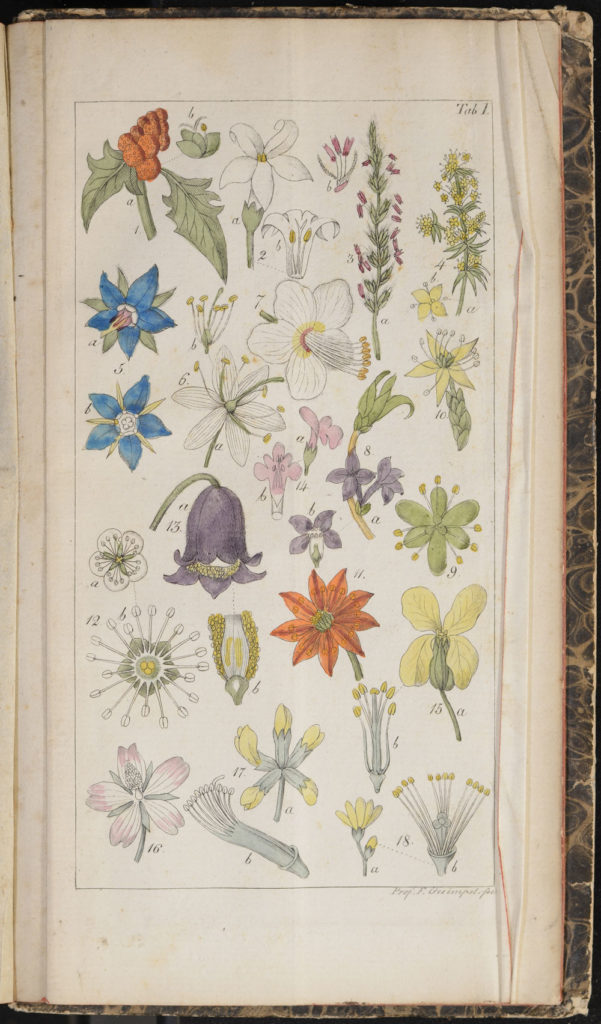 Flower illustration from Willdenow's Guide to Self-Study of Botany