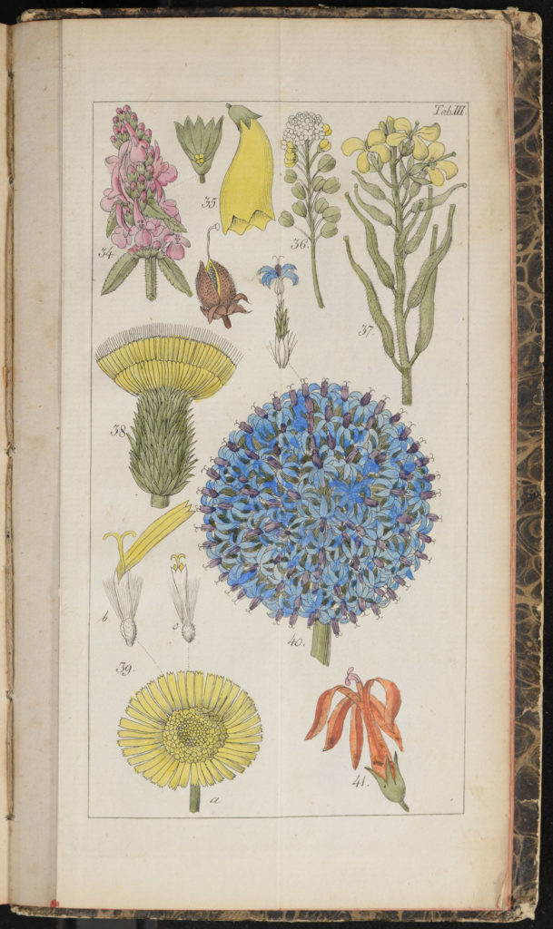 Illustration from Willdenow's Guide to Self-Study of Botany