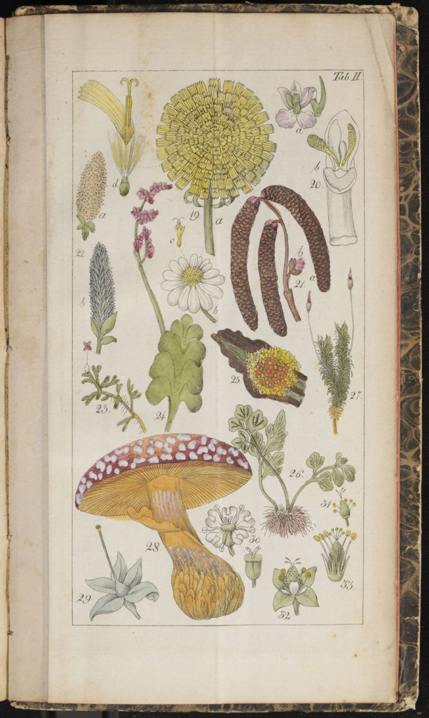 Mushroom and plant Illustration from Willdenow's Guide to Self-Study of Botany