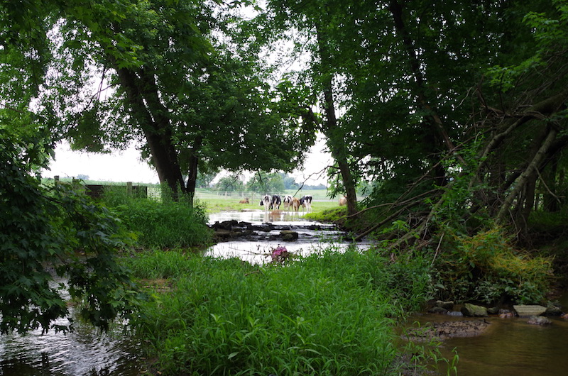 cows