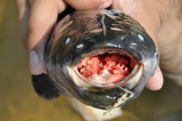 eel mouth