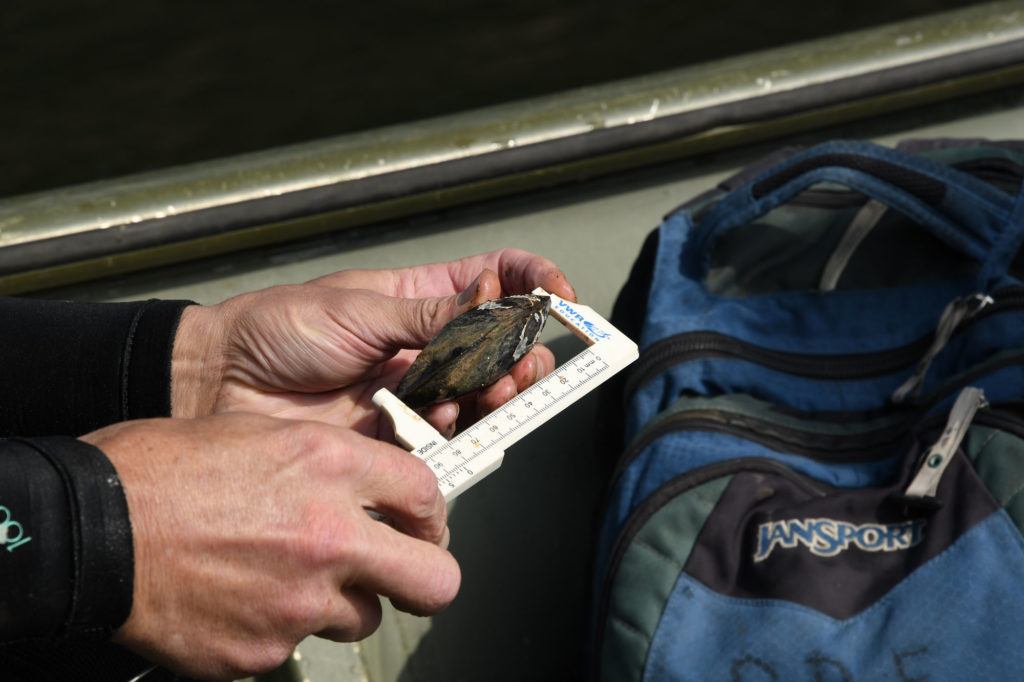 Scientist hands measuring mussel