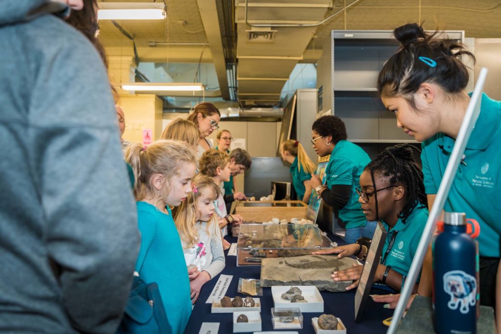 Staff in the invertebrate paleo collection show specimens to young members