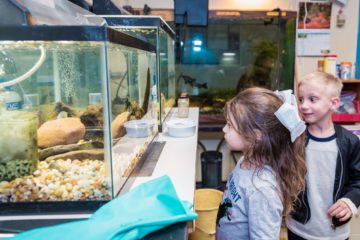 Girl looks into animal tank