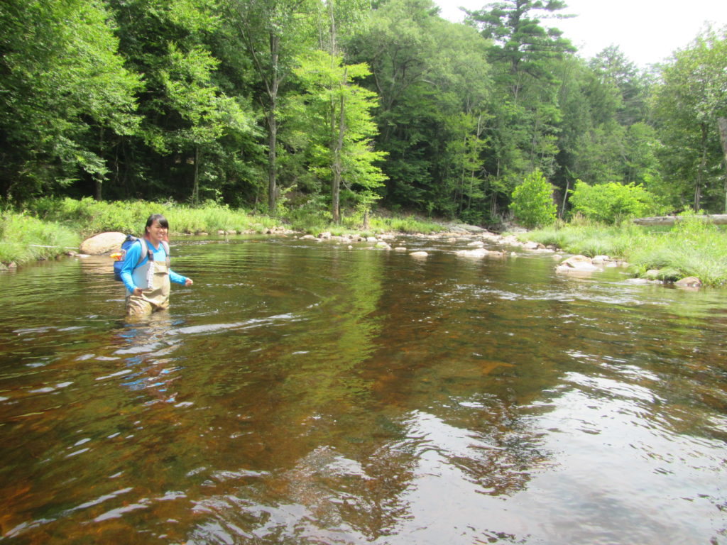 Female scientist wades hip deep in large stream