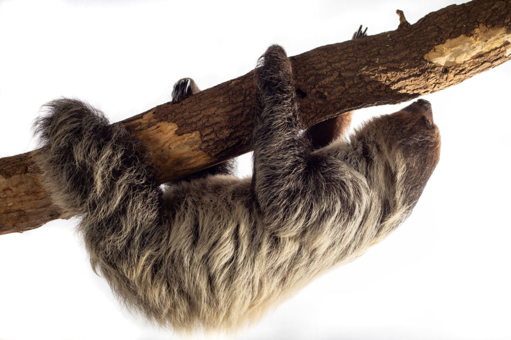 Sloth hangs from branch, white background