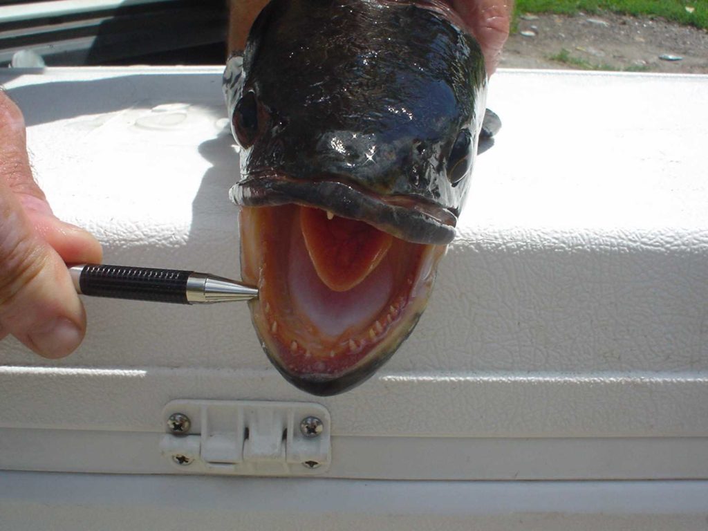 fish w teeth