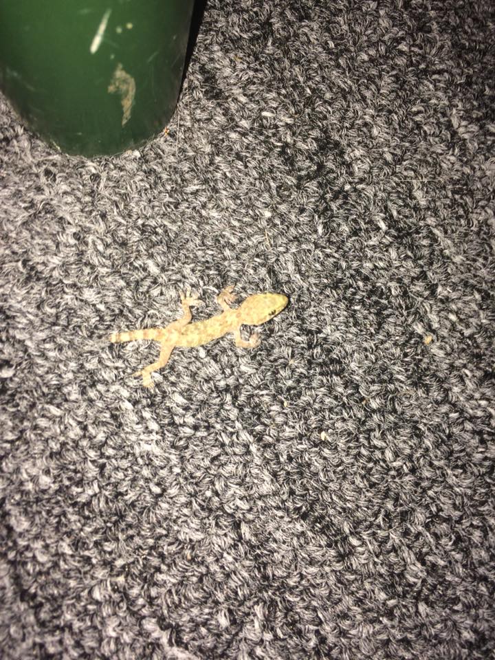 gecko on rug