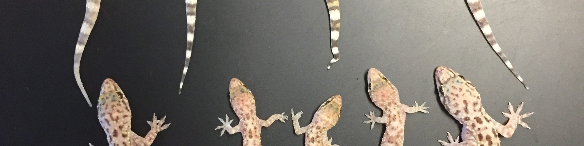 row of geckos