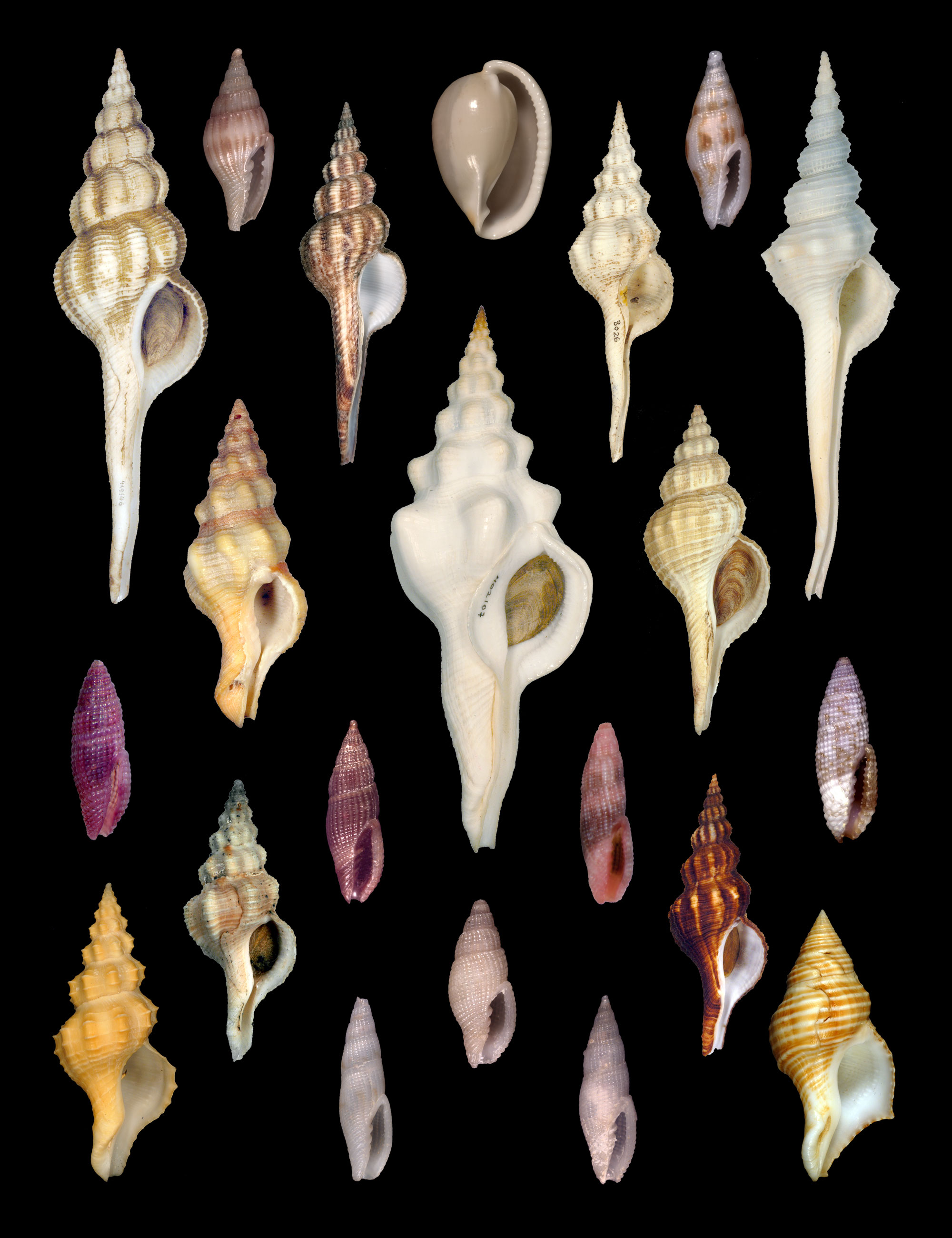 Beautiful shells : their nature, structure, and uses familiarly explained :  with directions for collecting, cleaning, and arranging them in the cabinet  and descriptions of the most remarkable species. Shells; Shells.