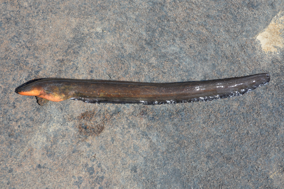 Electrophorus varii
