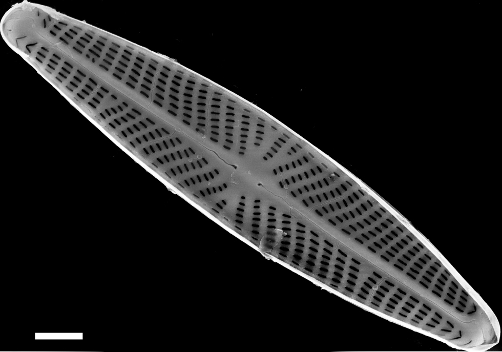 Navicula eileeniae