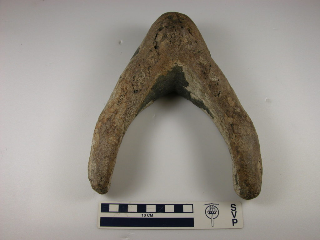 jaw