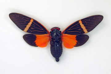 colorful moth